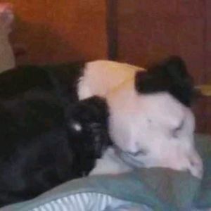 Meet your Posher, Petra